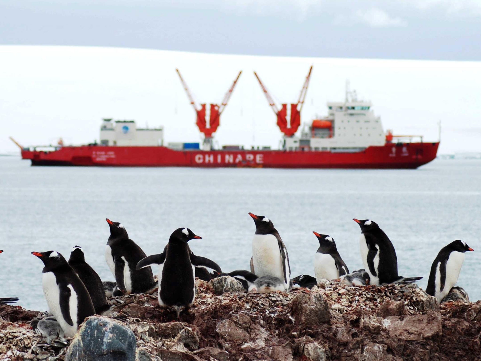 Gentoo penguins on an island near the Changcheng (Great Wall) Station, one of China's Antarctic research stations