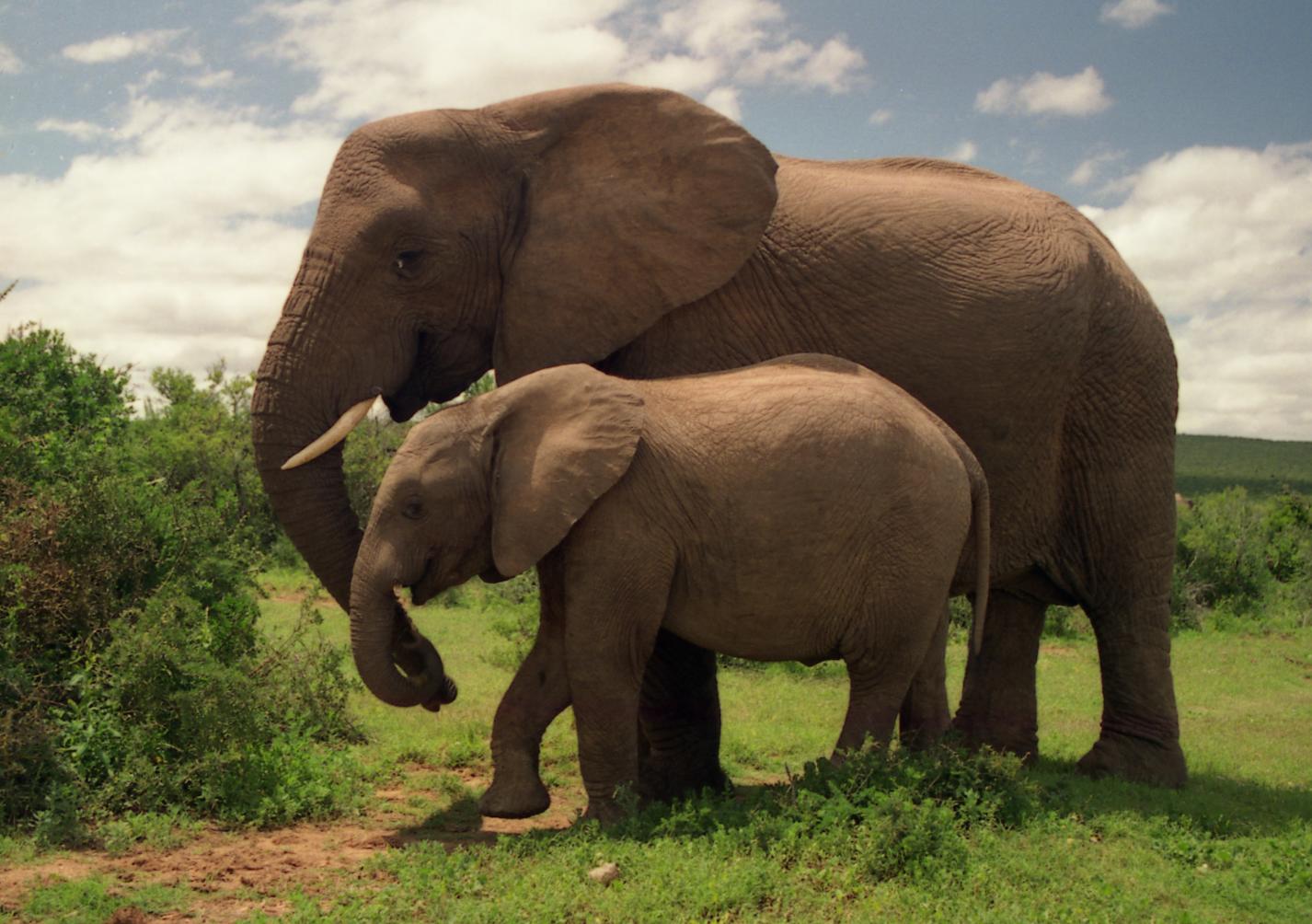 mom and baby elephant holding tail