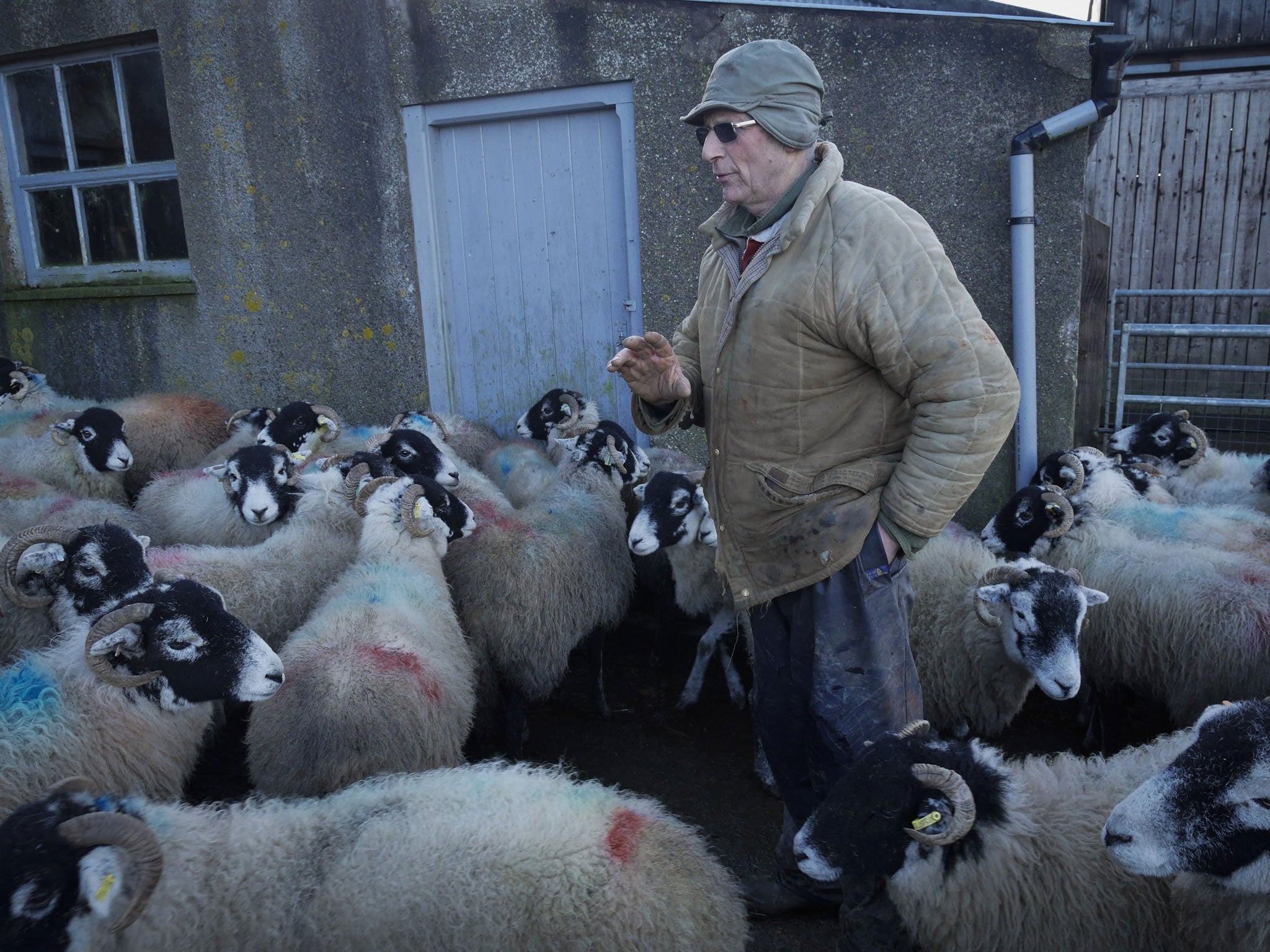 Counting sheep: As flocks are brought down off freezing hillsides, reports are once again starting to come in of missing livestock