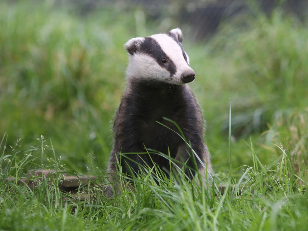A badger, accused of moving the goalposts (Rex)