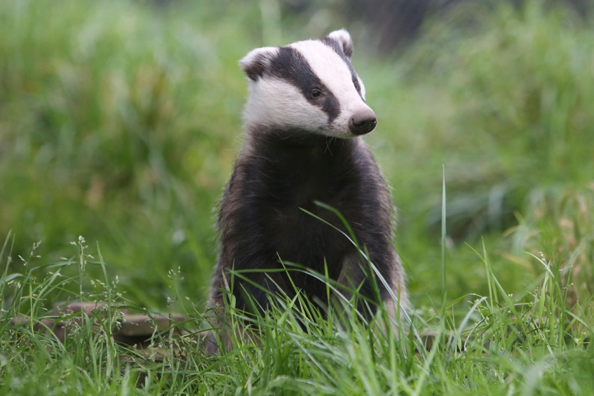 More than a third of England’s badgers now killed as legal battle ...