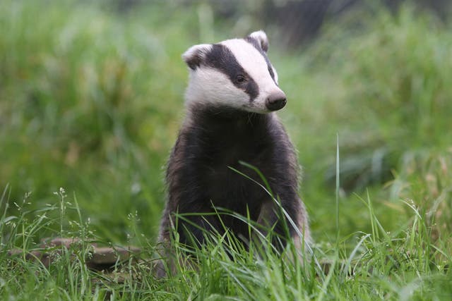 <p>Northern Ireland’s badgers are set to be shot officially for the first time </p>