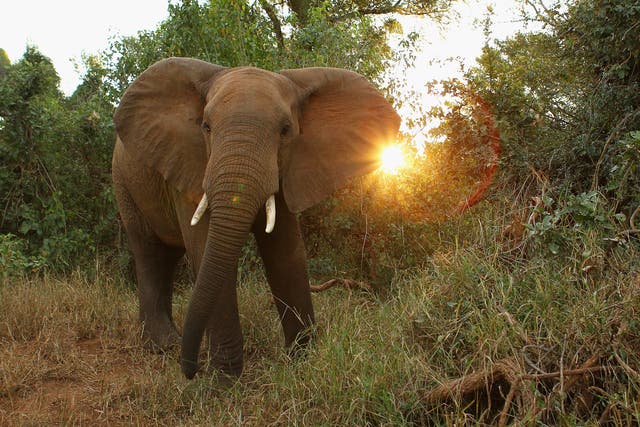 “Nature's great masterpiece, an elephant - the only harmless great thing.” - John Donne