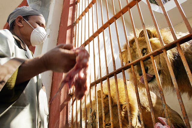 Some lions in the zoo in 2006 - animal-rights activists  have long been concerned about conditions at Giza