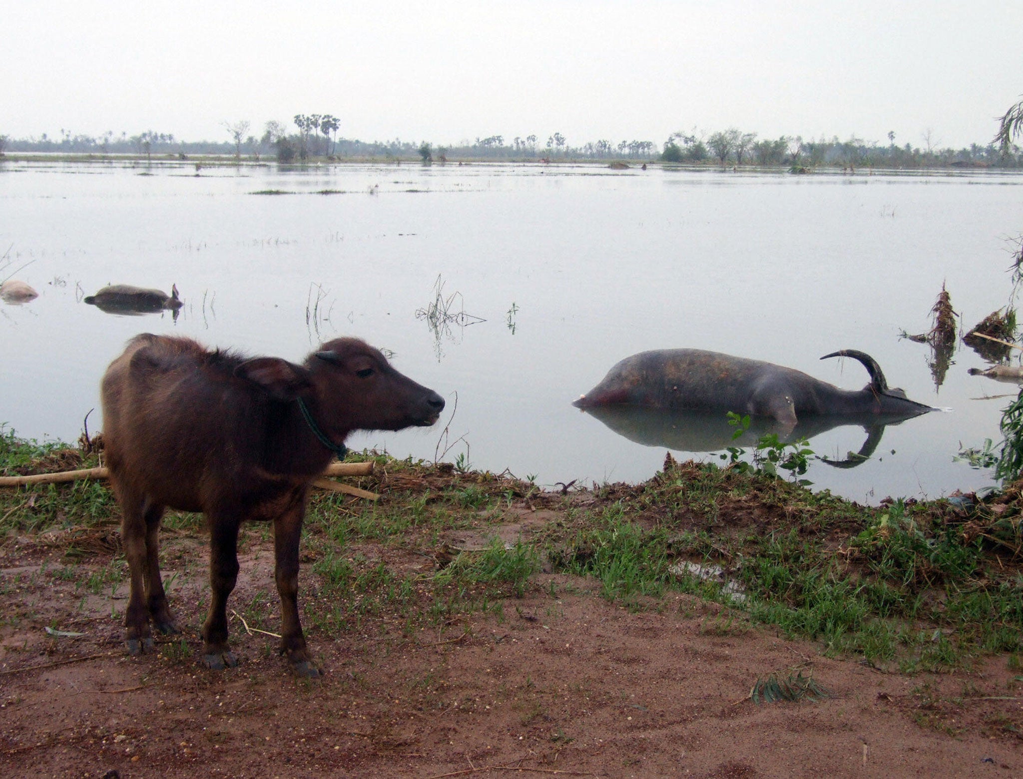 A water buffalo walks past dead livestock (R) on a flooded field in Kungyangon, Myanmar after the country was badly hit by cyclone Nargis
