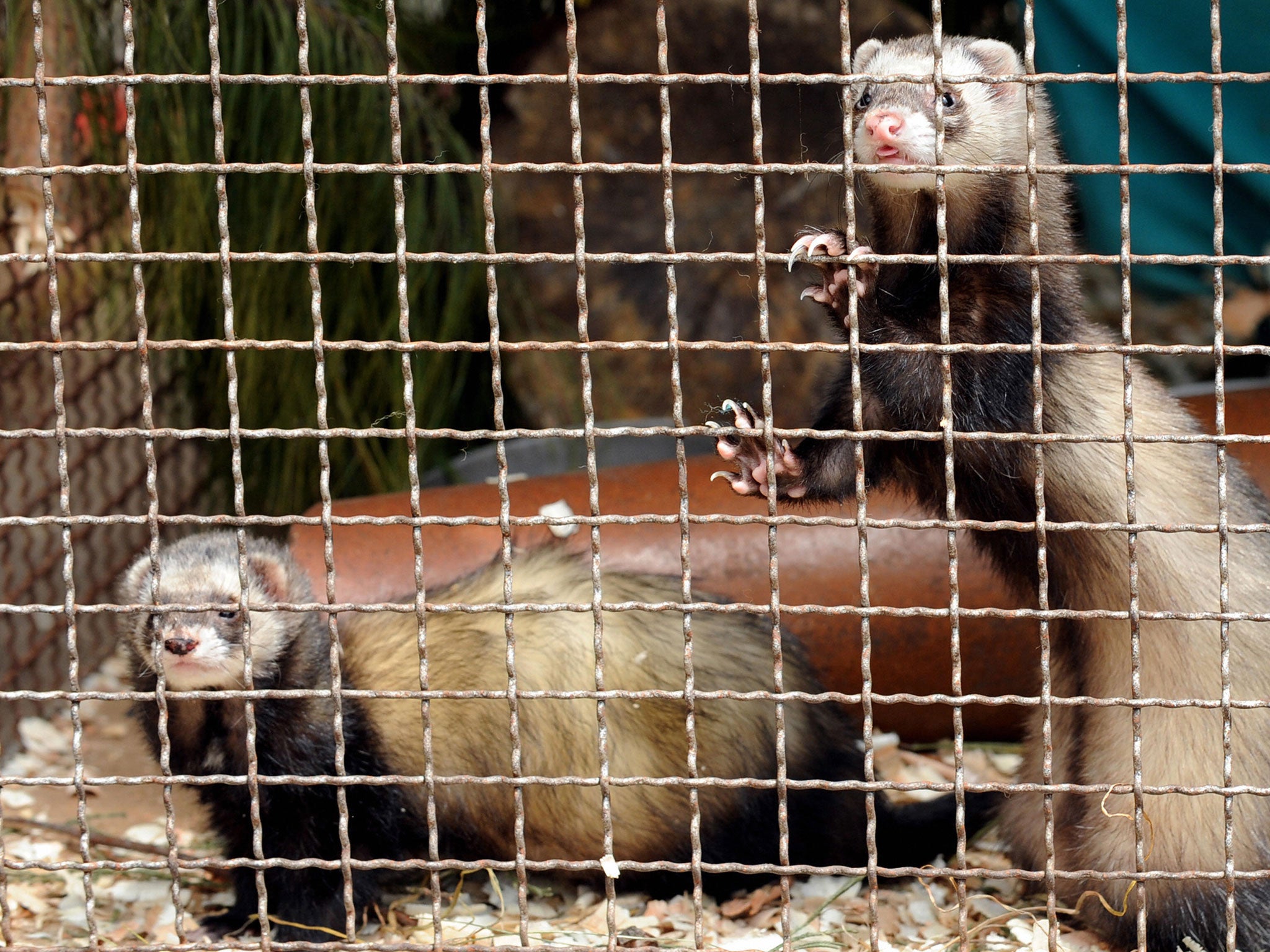 The mother was alerted to the incident when she heard the baby screaming and ran down the stairs, causing the ferrets to scarper