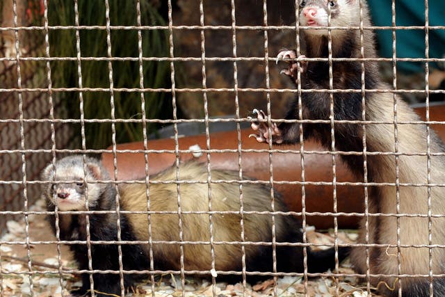 More than 50 senior scientists from 14 countries are denouncing claims that the ferret experiments are necessary for the development of new flu vaccines and anti-viral drugs