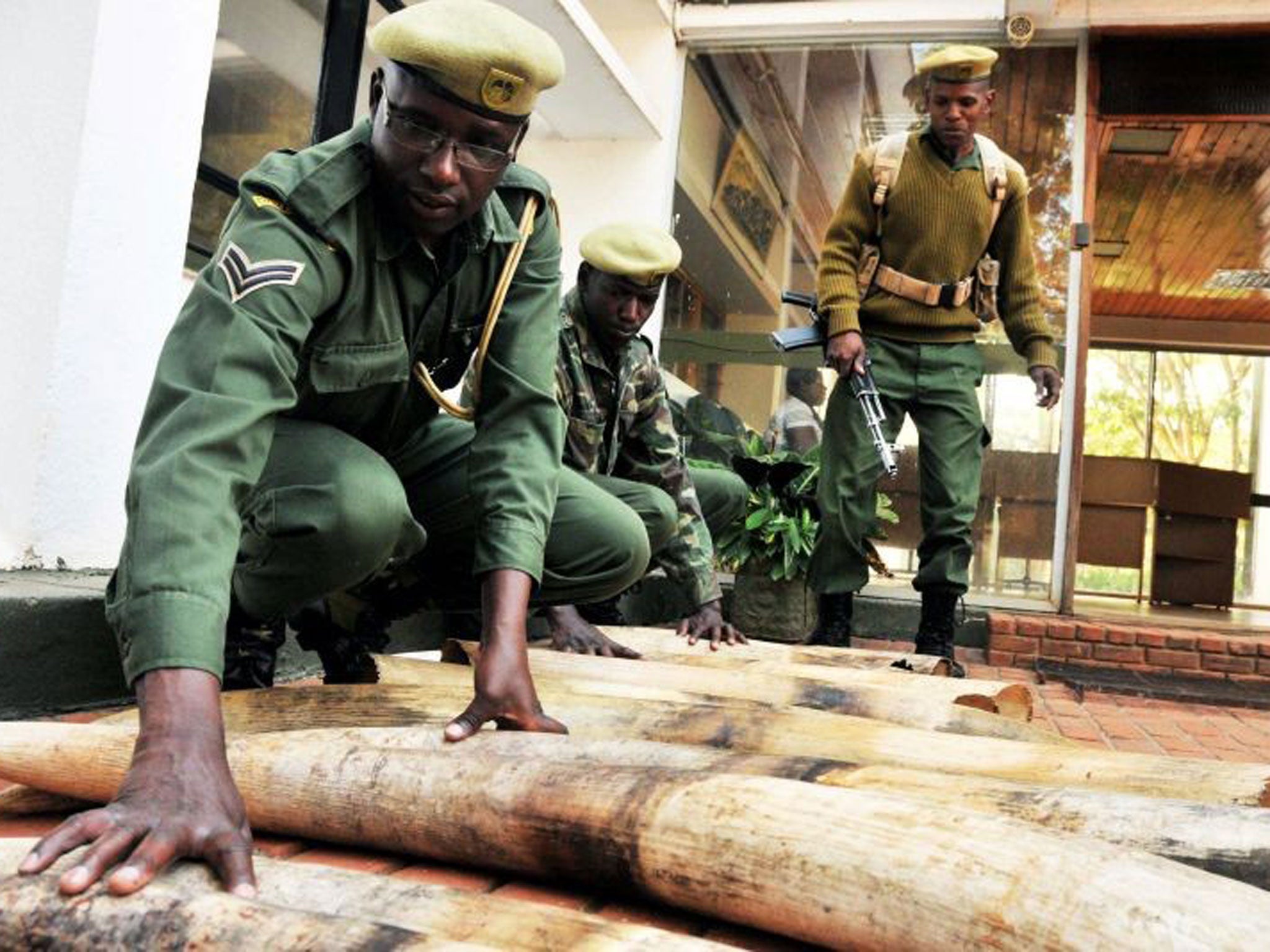 Smuggled goods: Kenya Wildlife Service rangers with confiscated ivory found in a truck’s secret compartment earlier this year
