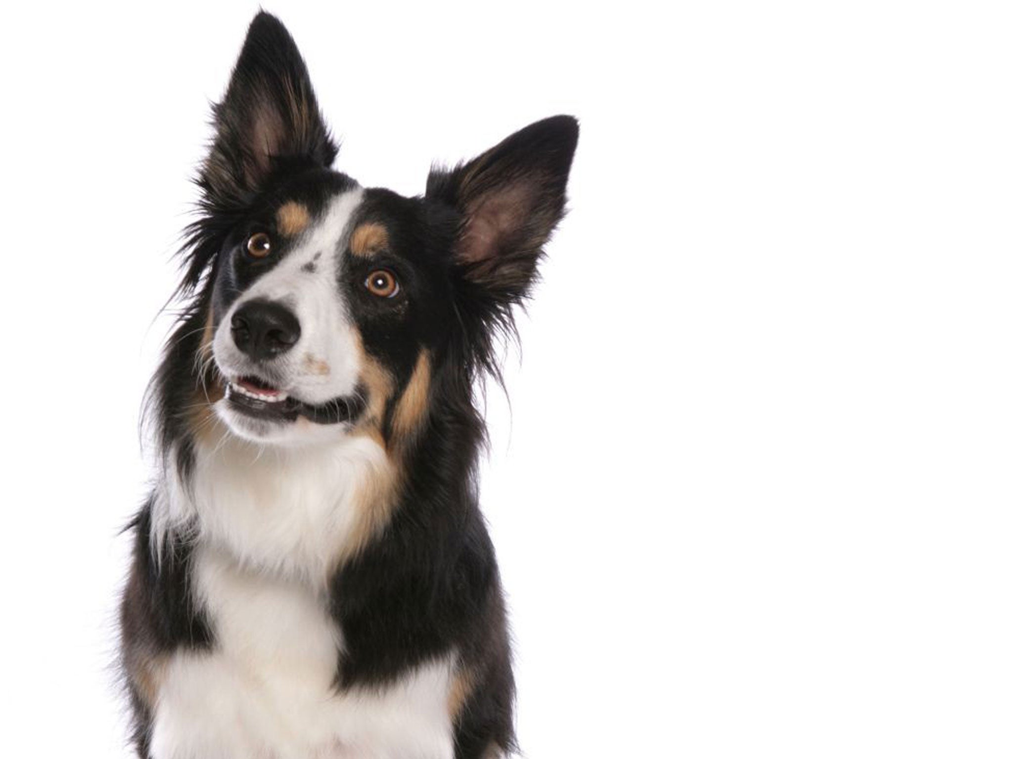 Watch How to Identify a Collie video Watch How to Identify a Collie video