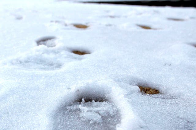 Footprints in the snow like those left by Collin Thomas Ferguson.