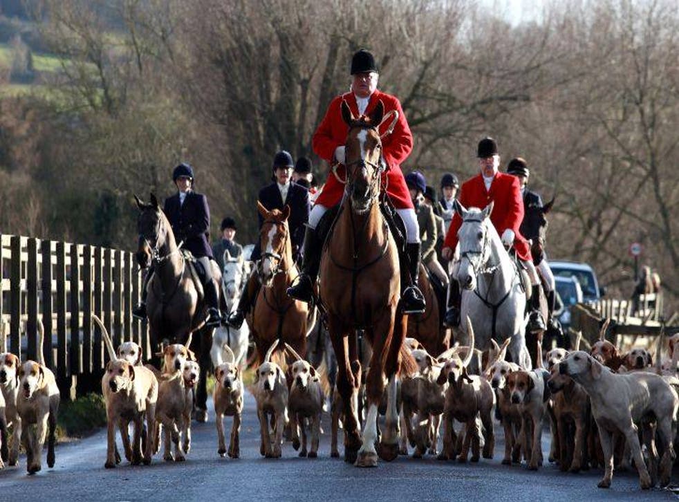 A new poll reveals that eight out of ten Britons are against the fox hunting ban being lifted