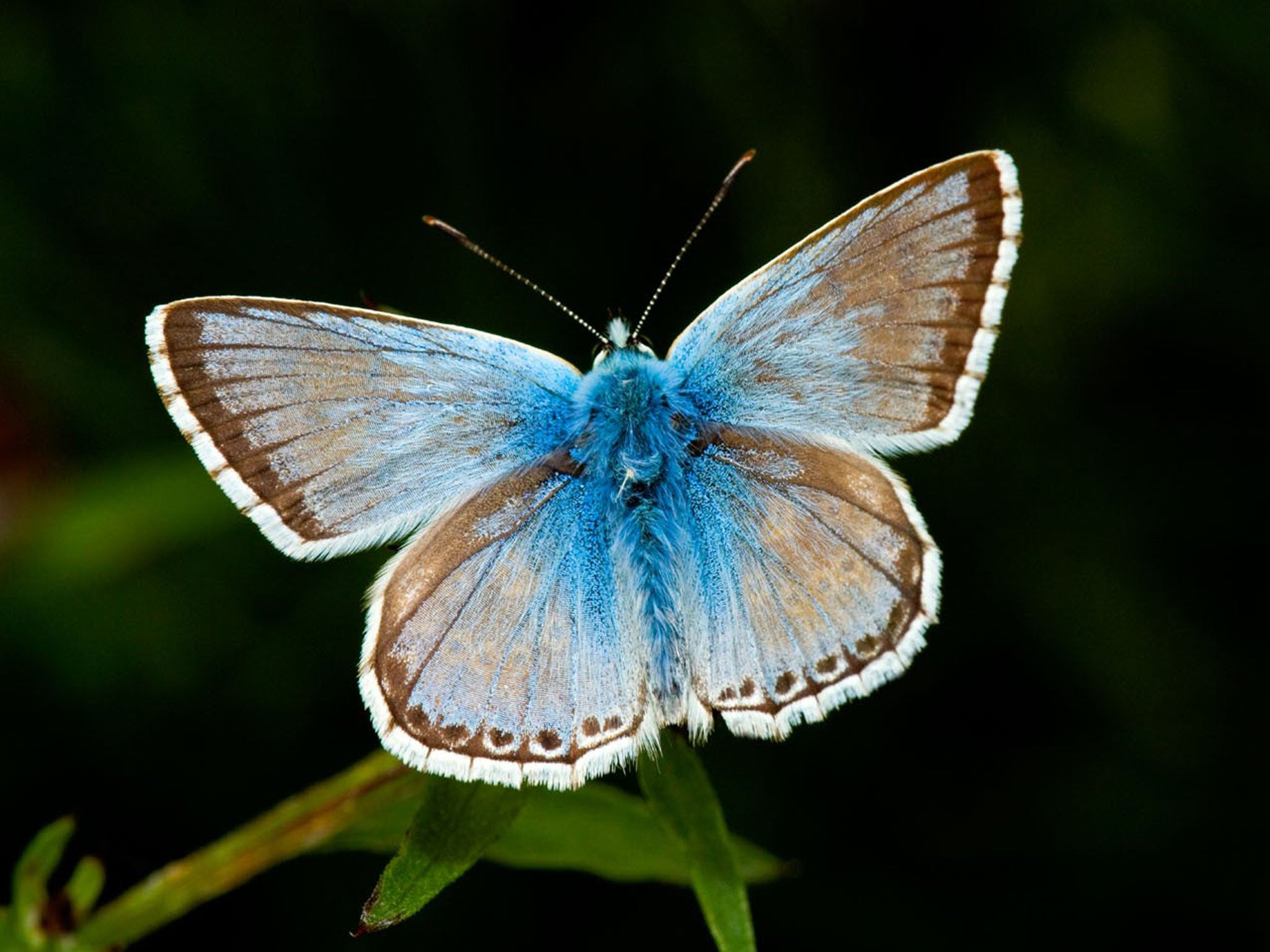 The chalkhill blue butterfly population has exploded on many of Britain's downs in July