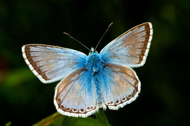 The chalkhill blue butterfly population has exploded on many of Britain's downs in July