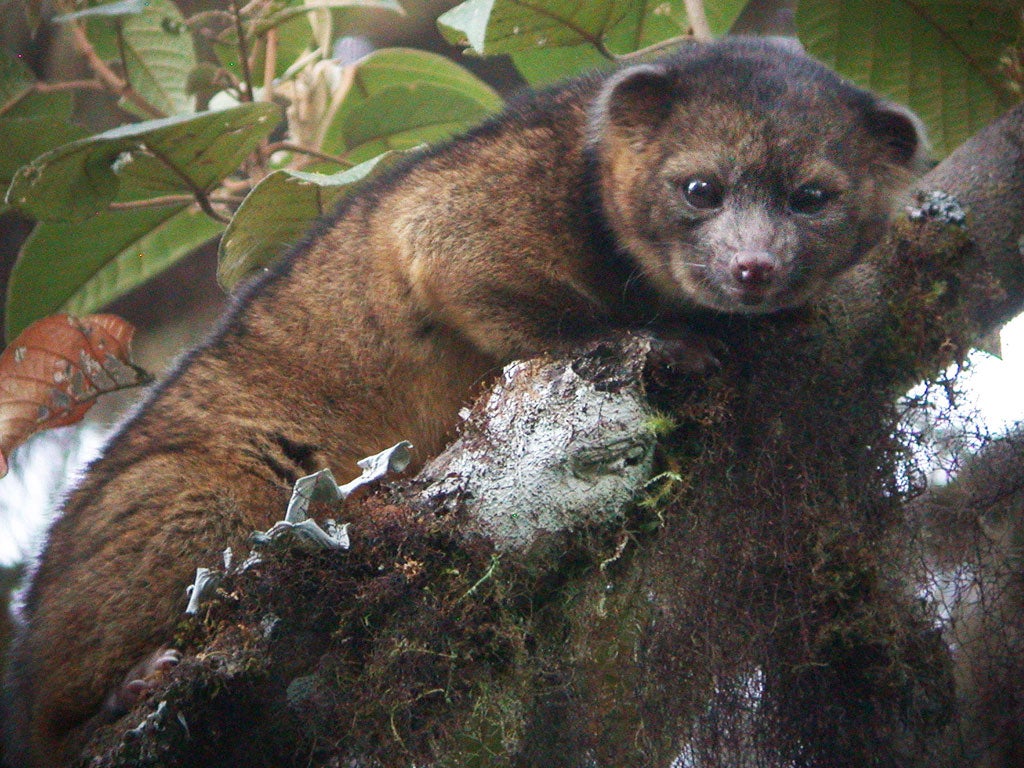 An olinguito