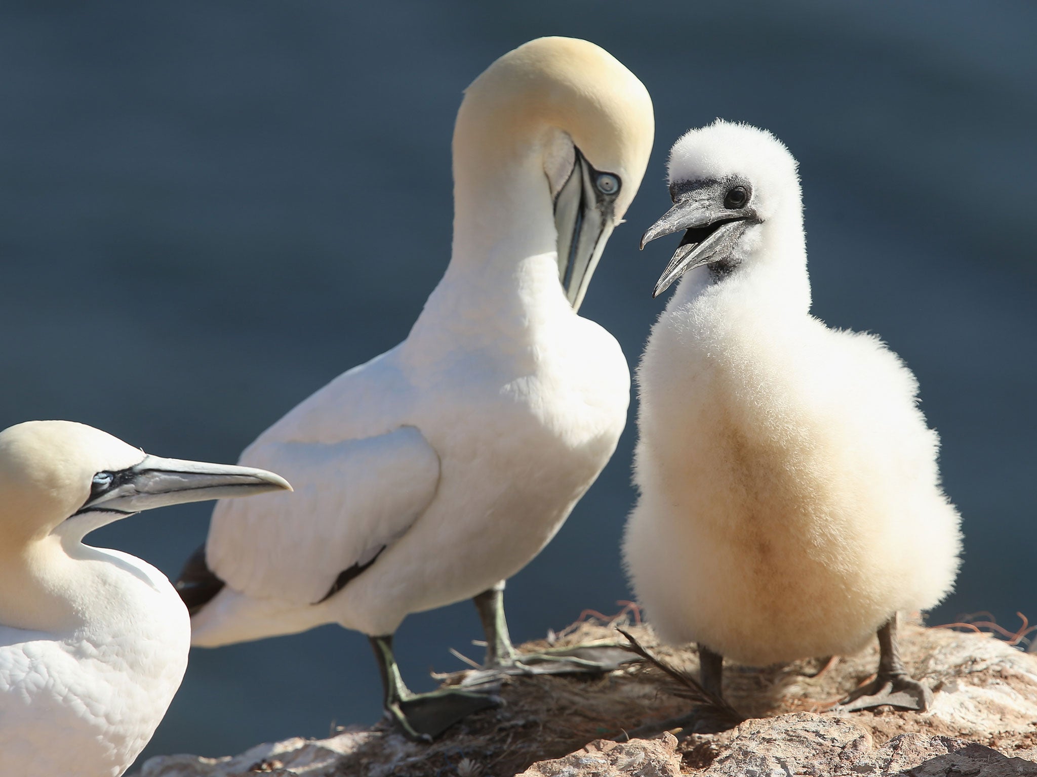 A baby northern gannet stands next to one of its parents