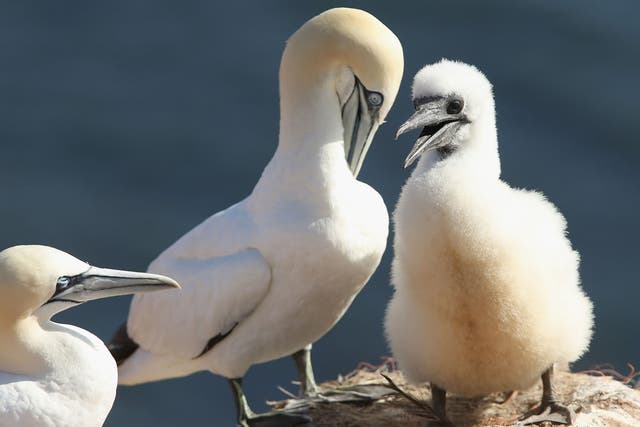 A baby northern gannet stands next to one of its parents