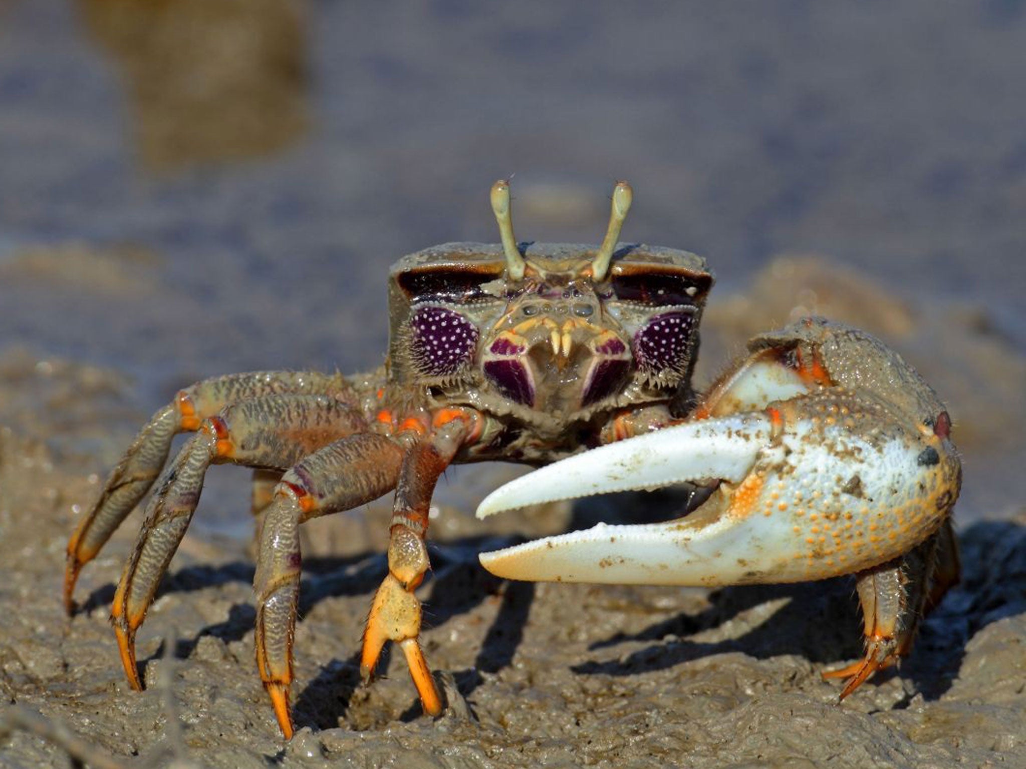Fiddler crabs: During mating displays, the males stand beside other males who have smaller claws to make?their own claws look bigger