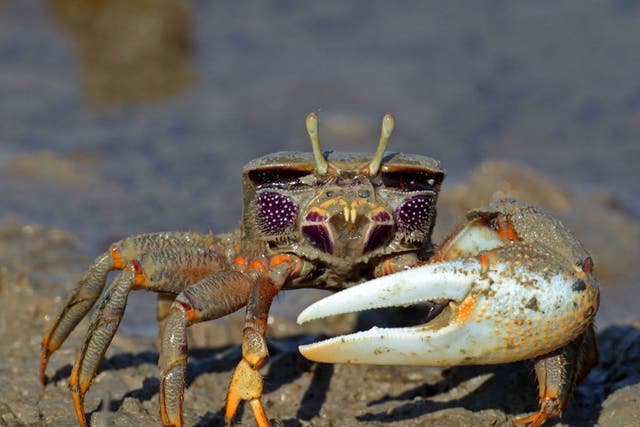 Fiddler crabs: During mating displays, the males stand beside other males who have smaller claws to make their own claws look bigger
