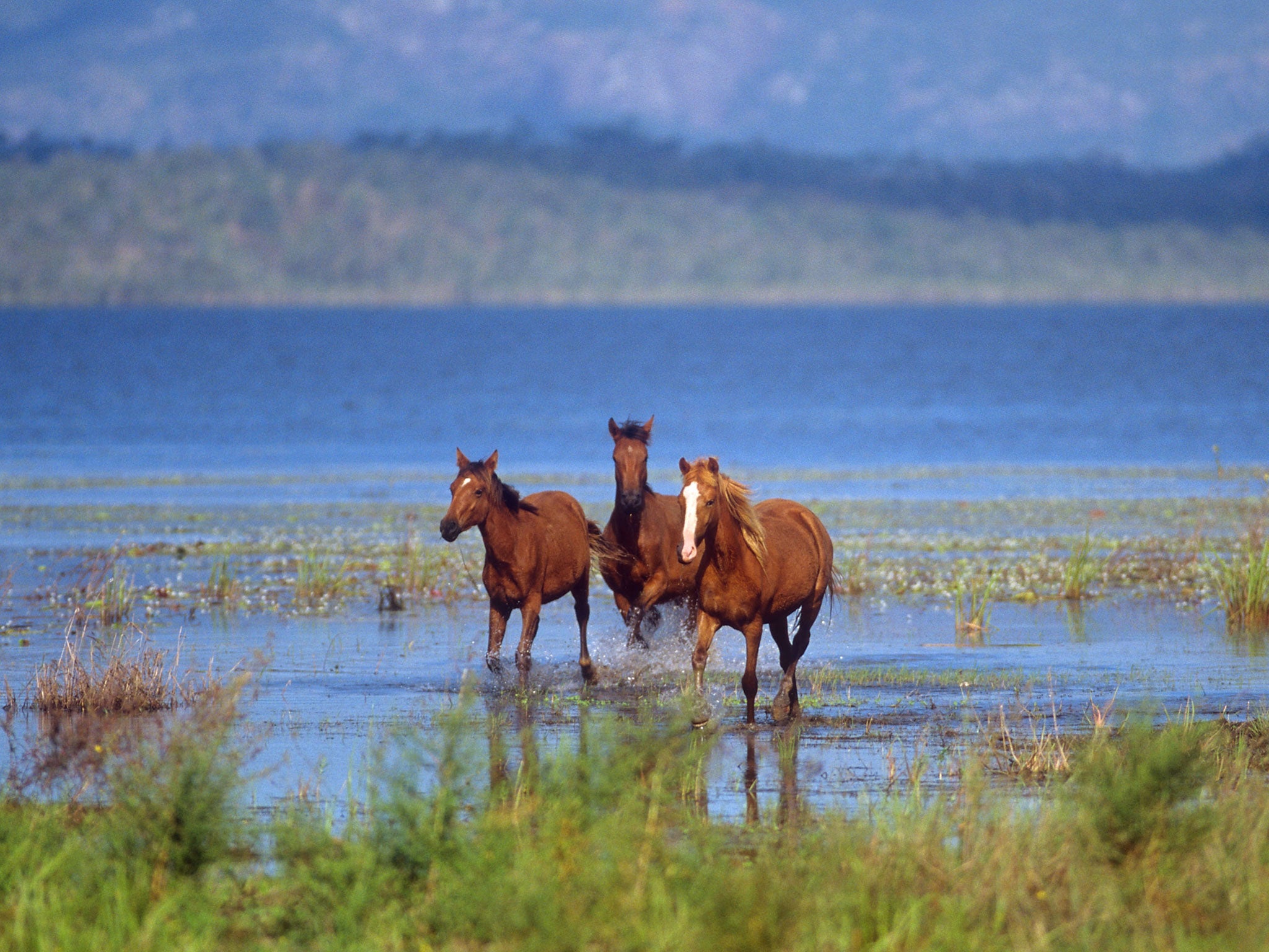 Brumbies are descendants of horses released into the wild and symbolise the romance of the outback for many Australians