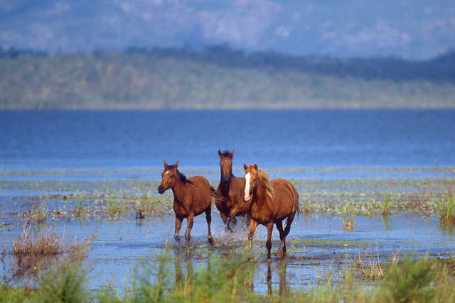 Brumbies are descendants of horses released into the wild and symbolise the romance of the outback for many Australians
