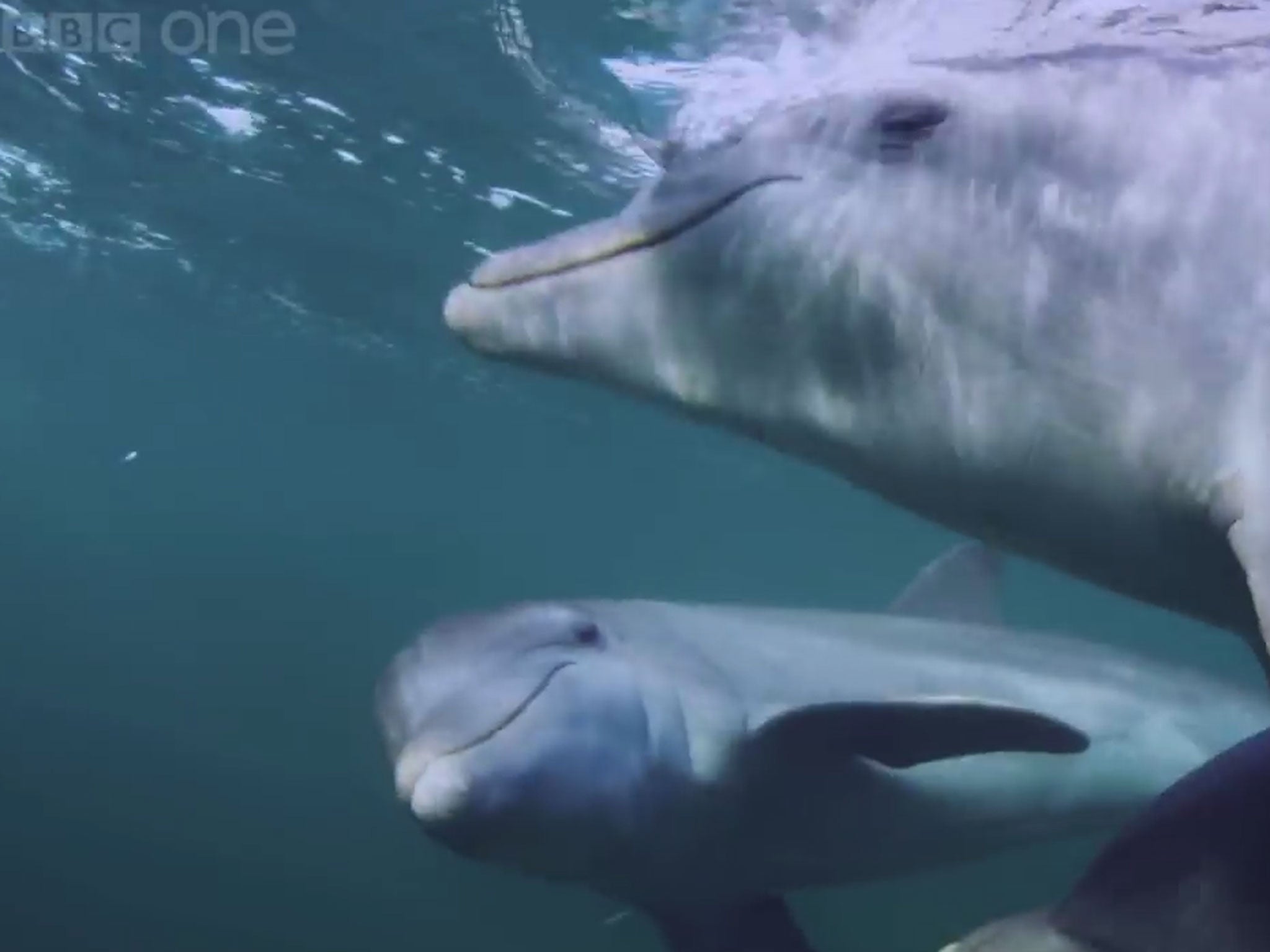 Footage captured for the BBC One documentary Dolphins: Spy in the Pod showed the marine mammals chewing on puffer fish in order to get 'high'