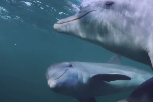 Footage captured for the BBC One documentary Dolphins: Spy in the Pod showed the marine mammals chewing on puffer fish in order to get 'high'