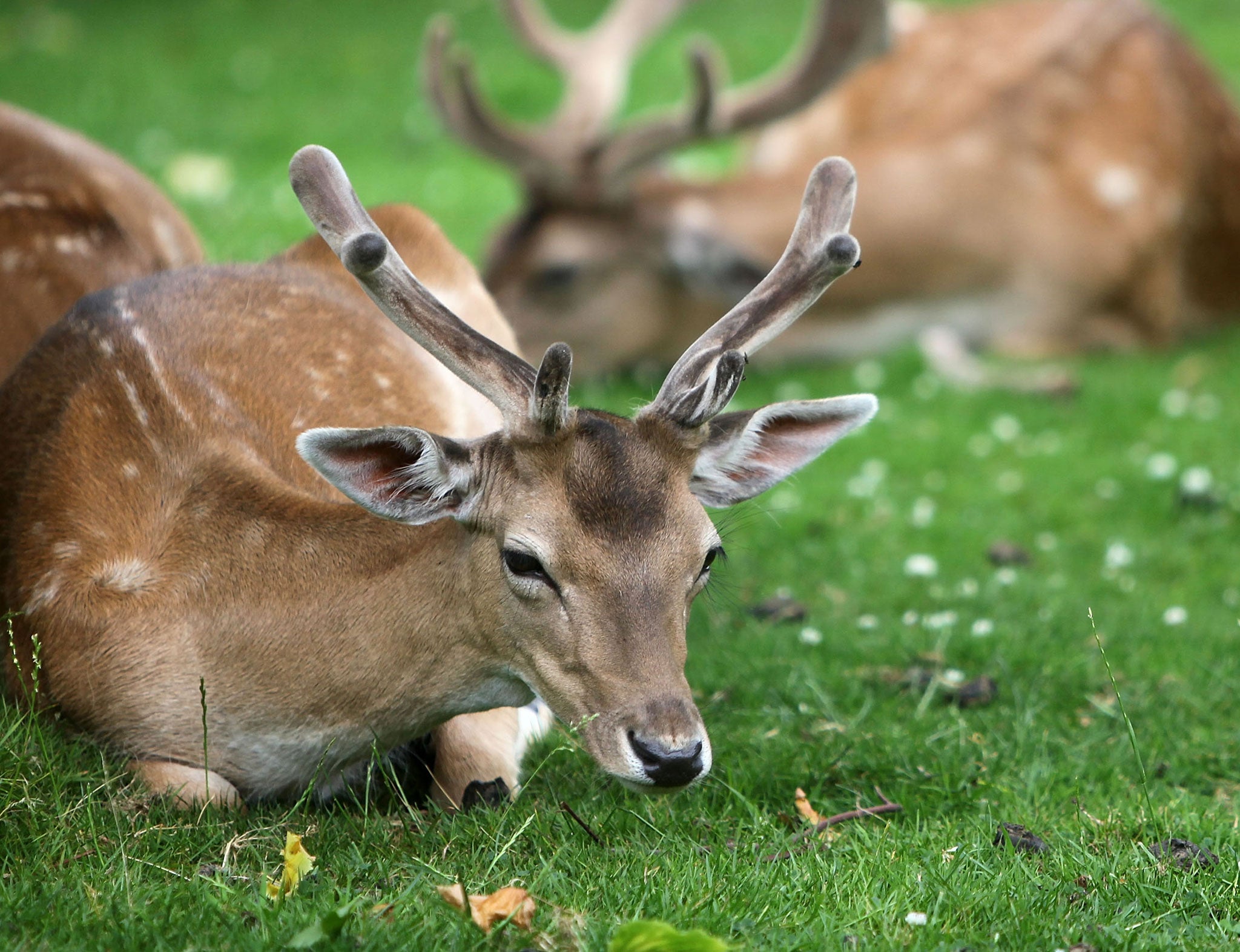 Two firearms officers are under investigation for claims they killed a deer with a crowbar instead of shooting the injured animal, which would have been humane.