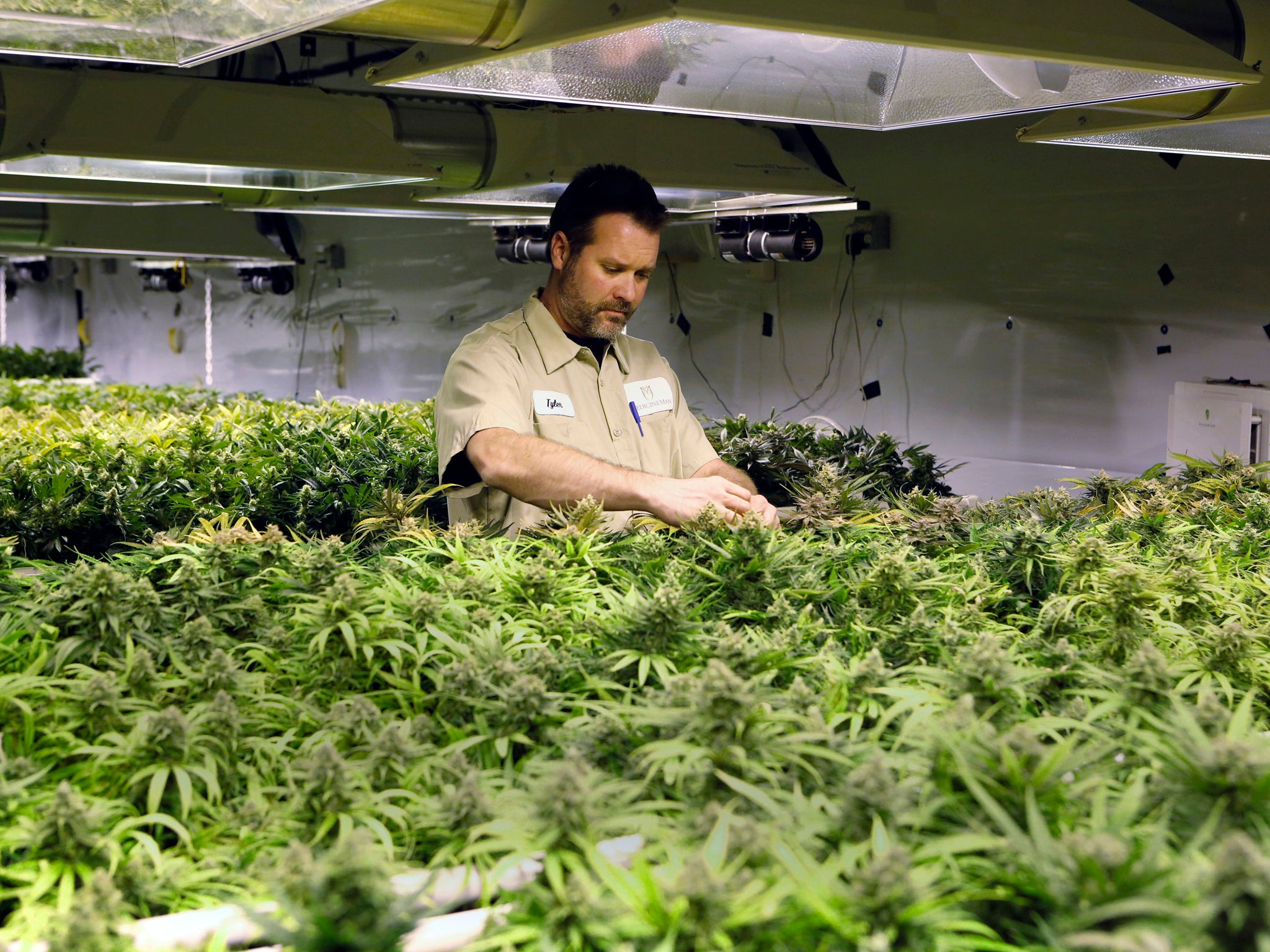 A worker at Medicine Man inspects inspects plants as they mature at the dispensary and grow operation in Denver