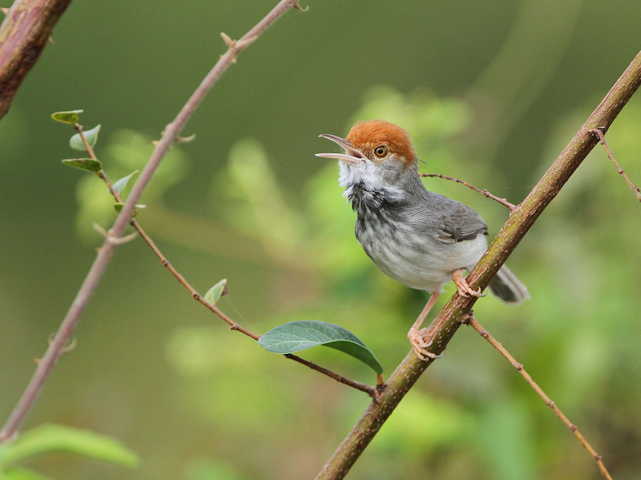 The Cambodian tailorbird turned up in Phnom Penh (AFP/Getty)