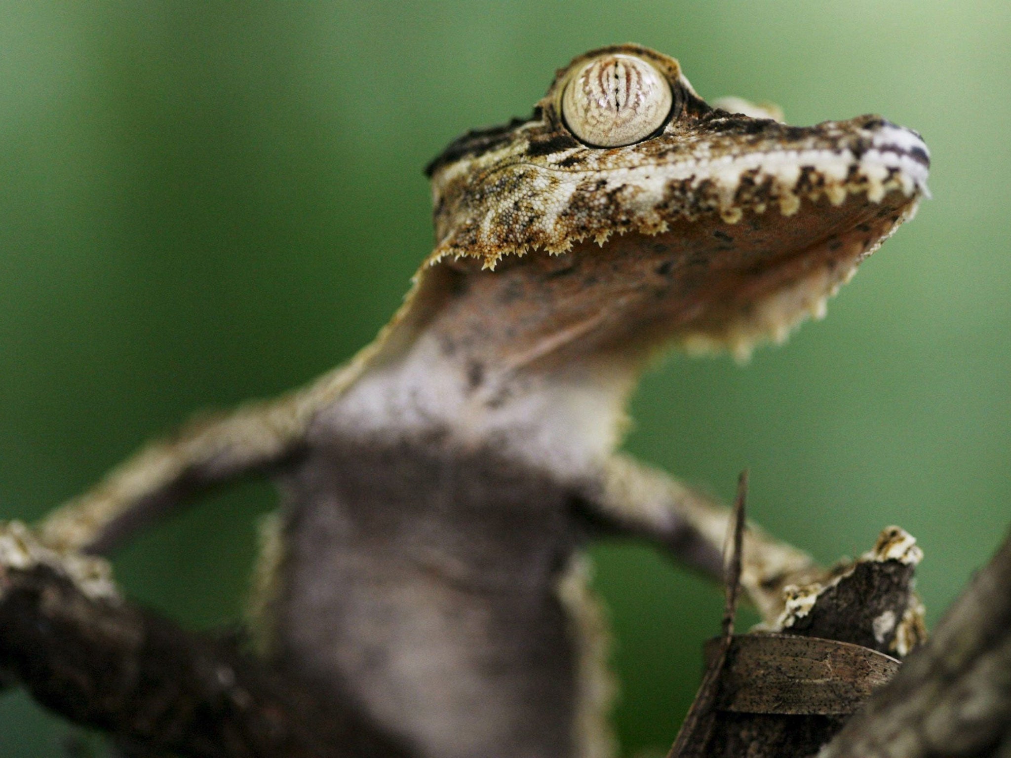 The Cape Melville leaf-tailed gecko was found in Queensland (EPA)