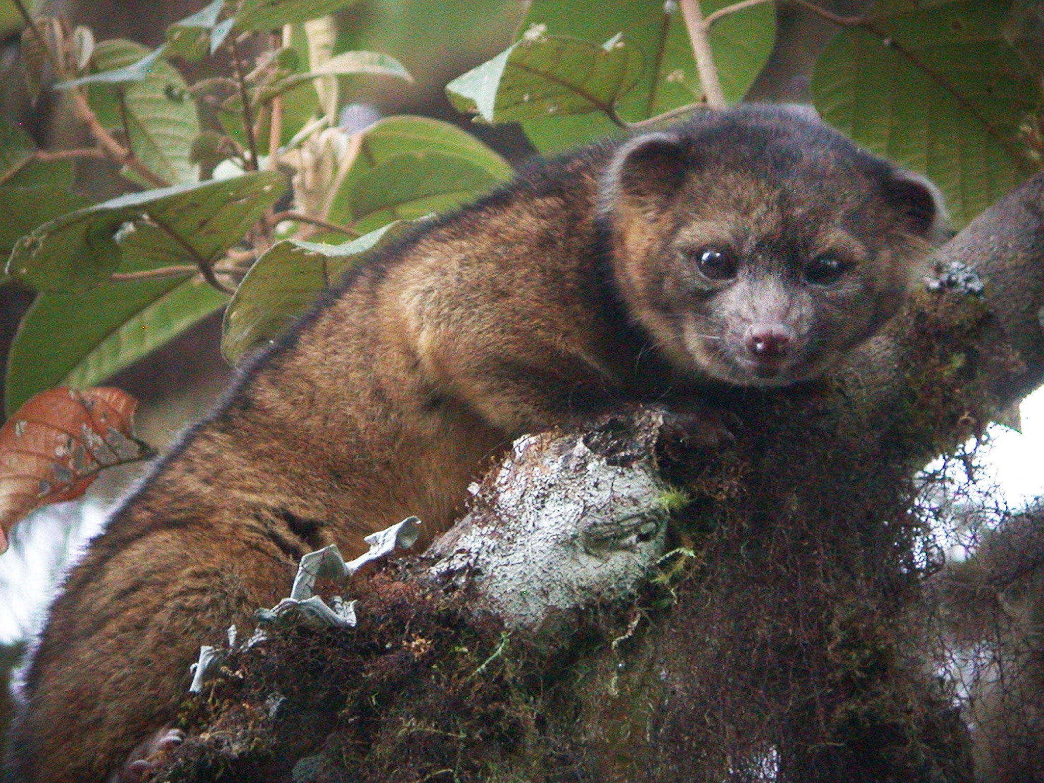 The olinguito was found in the forests of Colombia and Ecuador