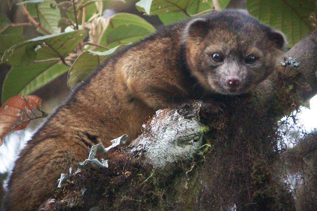 The olinguito was found in the forests of Colombia and Ecuador