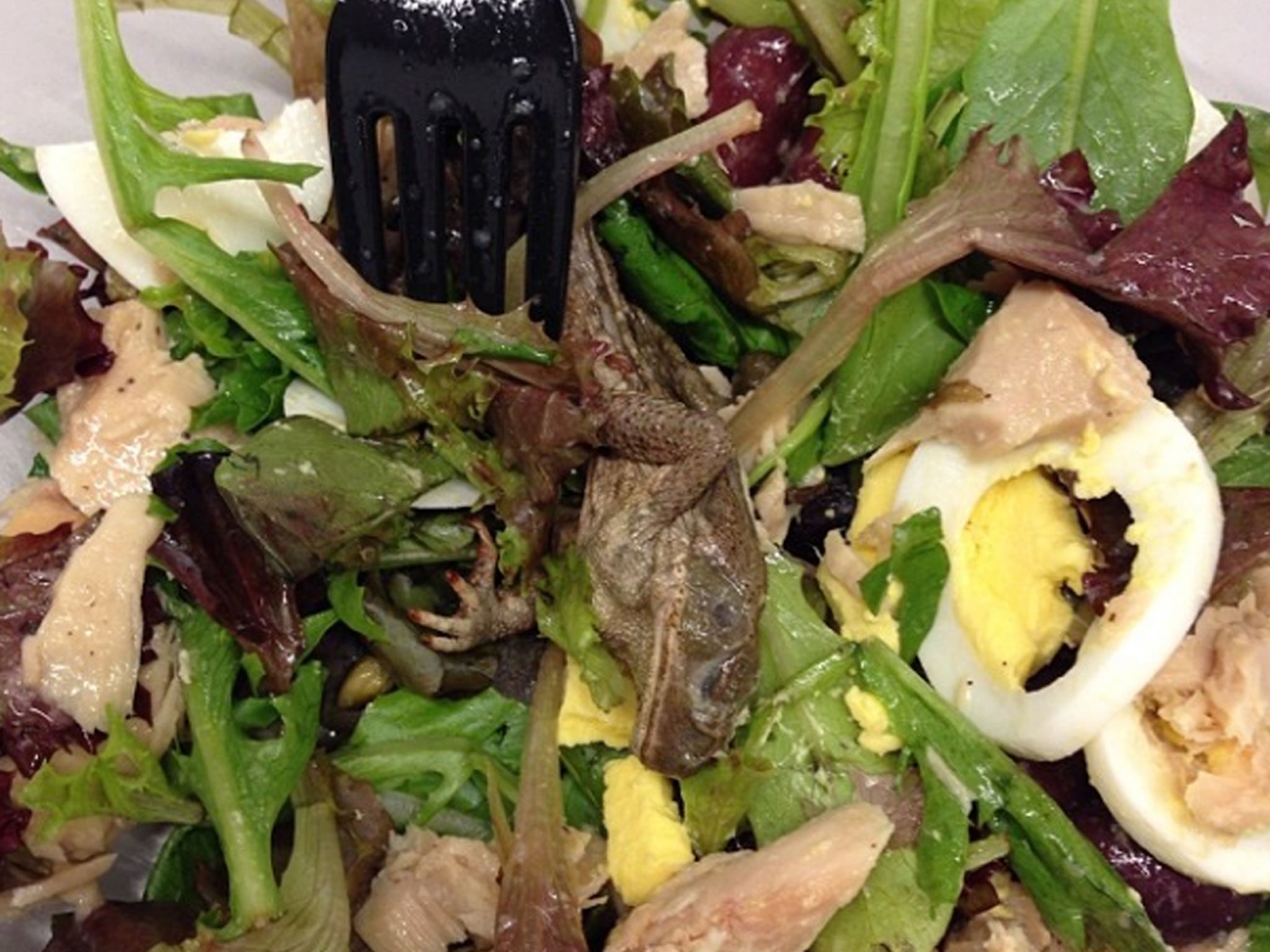 A photo uploaded by Instagram user kathrynlurie showing the frog in the Pret A Manger salad