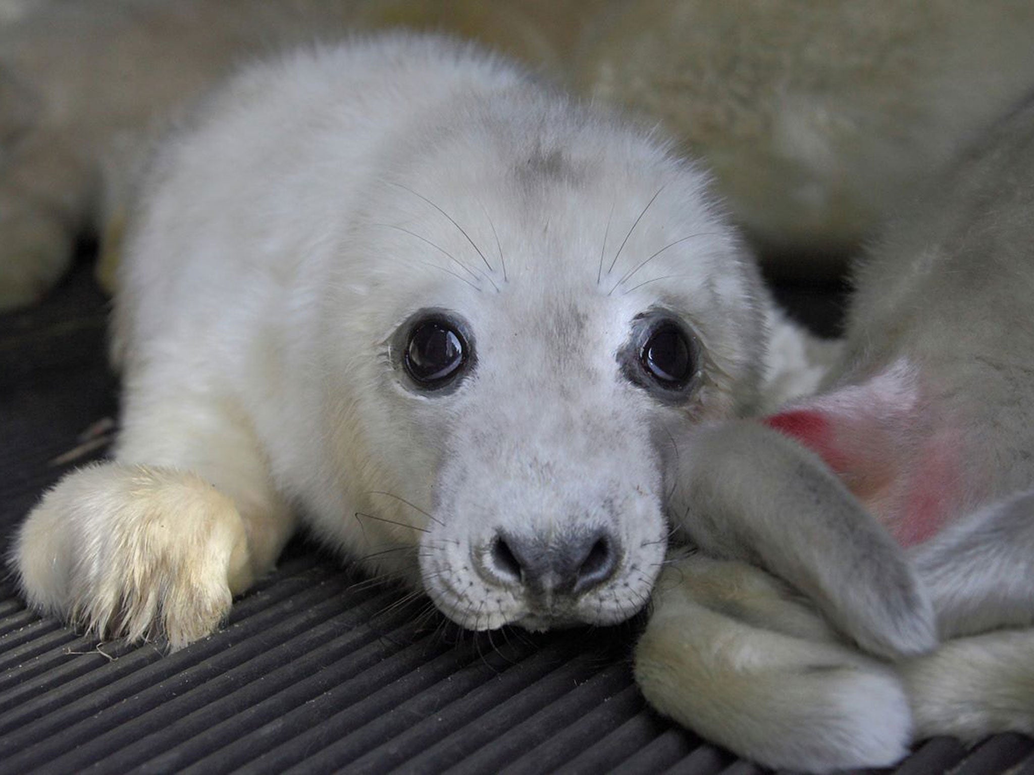 The team at RSPCA East Winch are looking after injured seal pups following a tidal surge on the Norfolk coast.