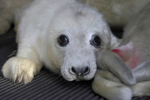 The team at RSPCA East Winch are looking after injured seal pups following a tidal surge on the Norfolk coast.