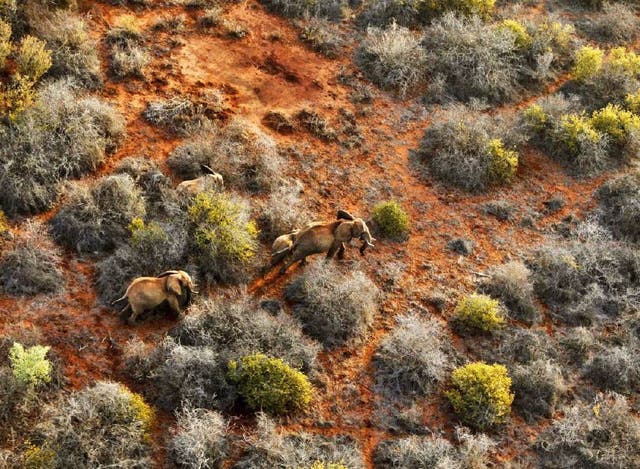 An aerial view shows a family of elephants grazing in Tsavo East National Park, Coast Province, Kenya