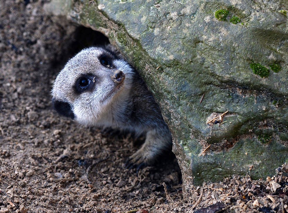 A meerkat peers out from beneath a rock during a stocktake