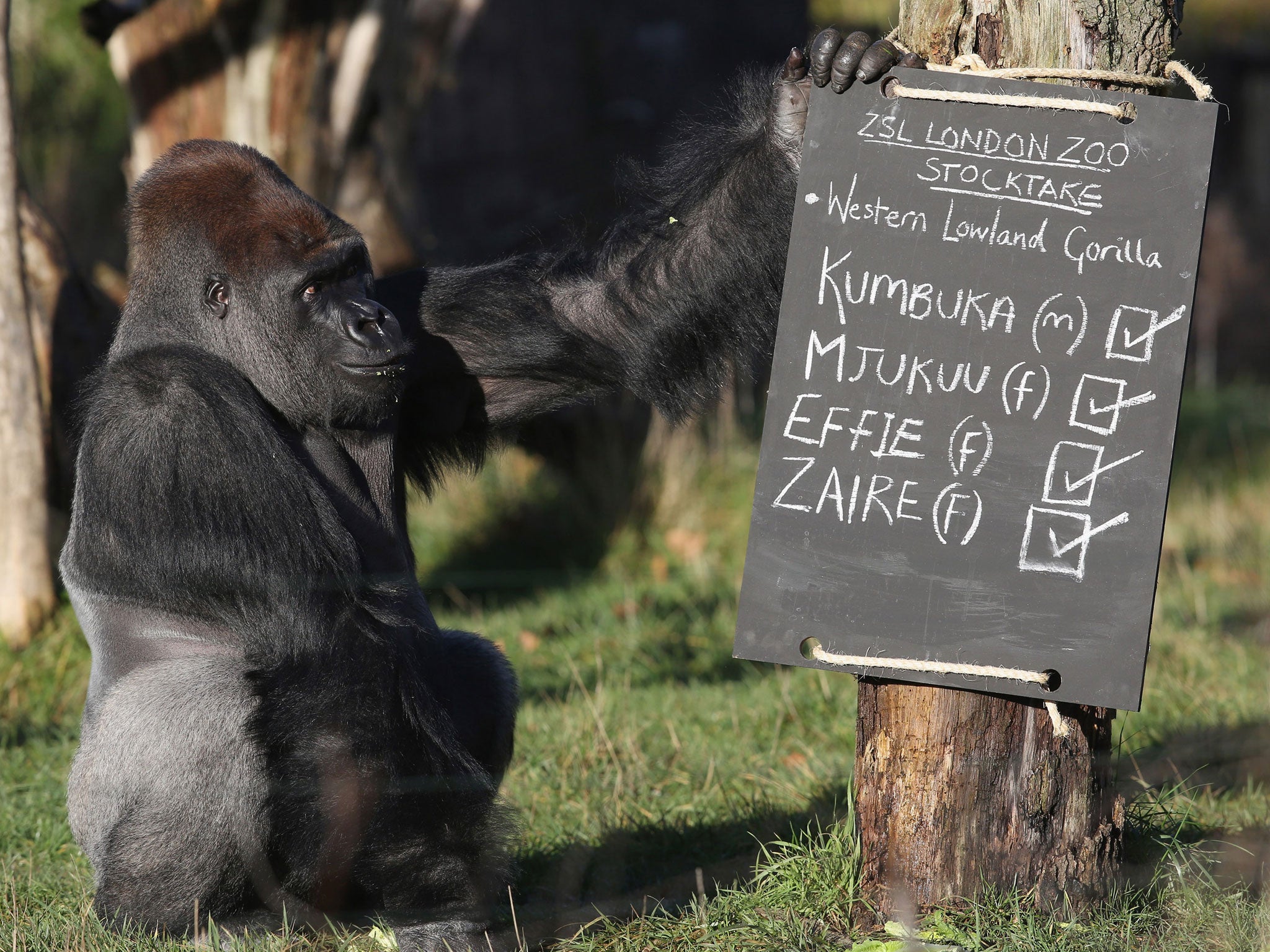 Kumbuka, a Western Lowland gorilla, in his enclosure during ZSL London Zoo's annual stocktake of animals