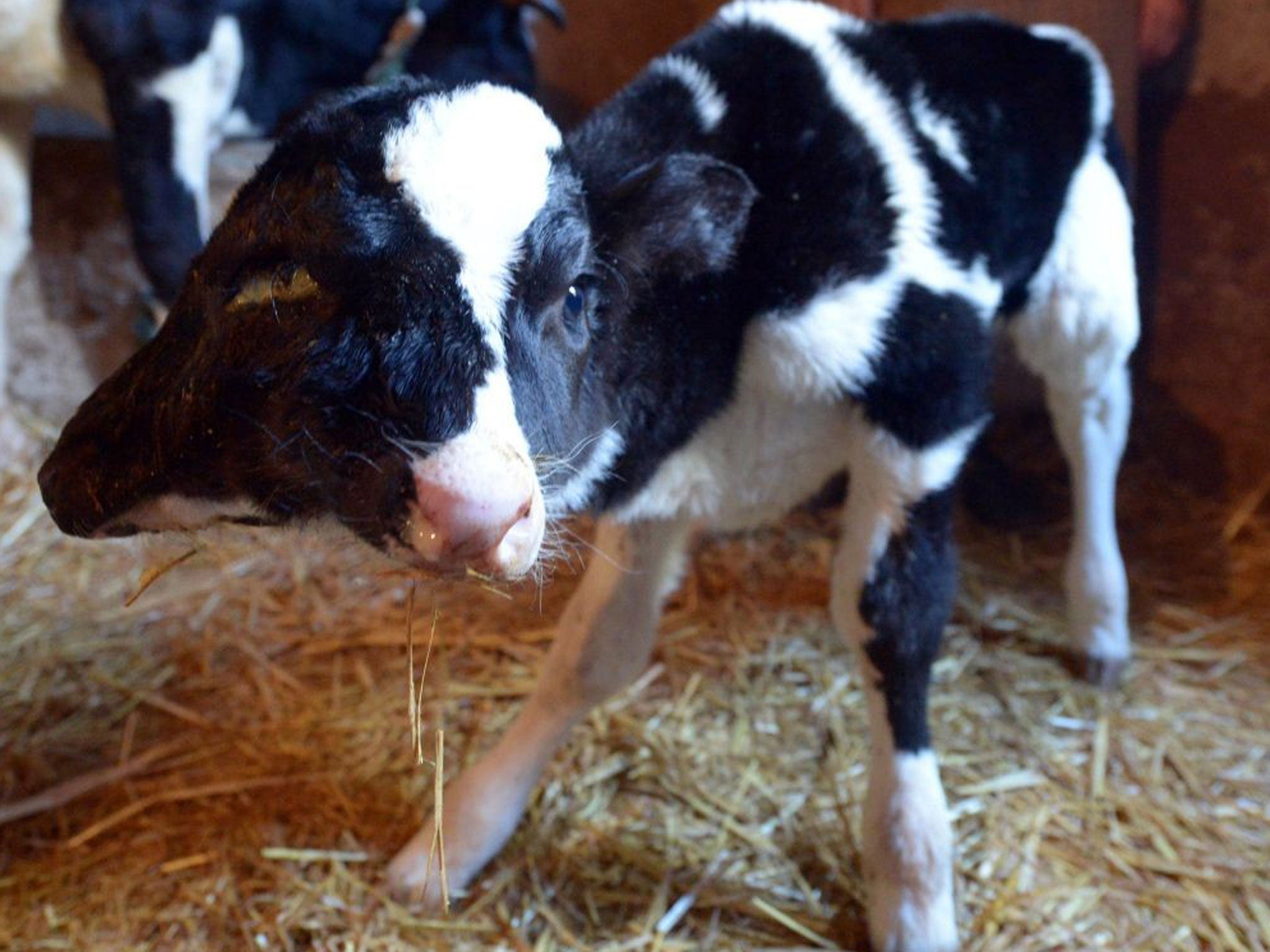 A two-headed calf, named Sana Saida (Happy New Year in Arabic) is seen in the Moroccan village of Sefrou, 20 kilomtres from the moutainous town of Fez