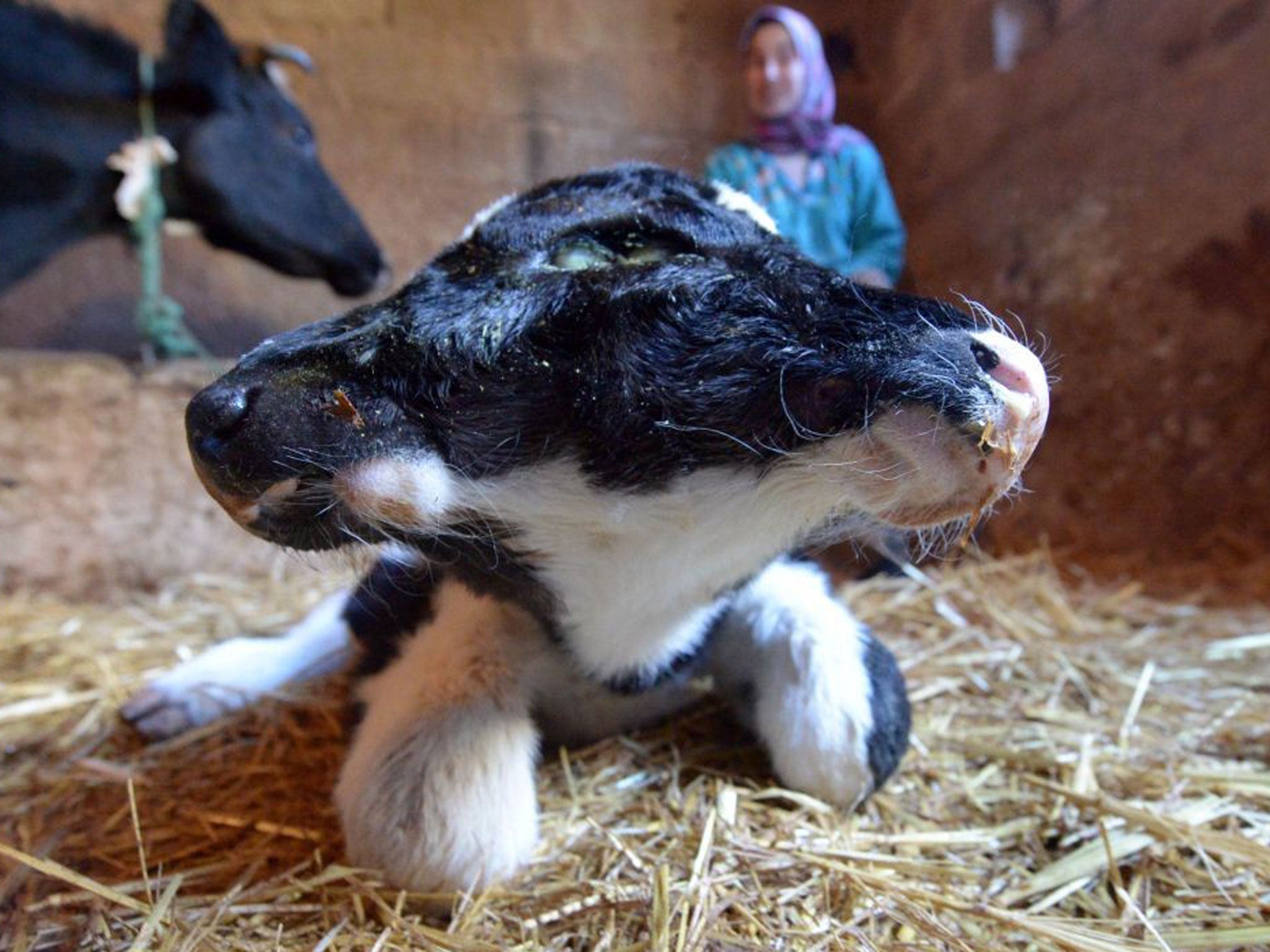 A two-headed calf, named Sana Saida (Happy New Year in Arabic) is seen in the Moroccan village of Sefrou, 20 kilomtres from the moutainous town of Fez on January 3, 2014. The calf was born on 30 December, 2013.