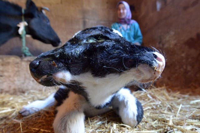 A two-headed calf, named Sana Saida (Happy New Year in Arabic) is seen in the Moroccan village of Sefrou, 20 kilomtres from the moutainous town of Fez on January 3, 2014. The calf was born on 30 December, 2013.