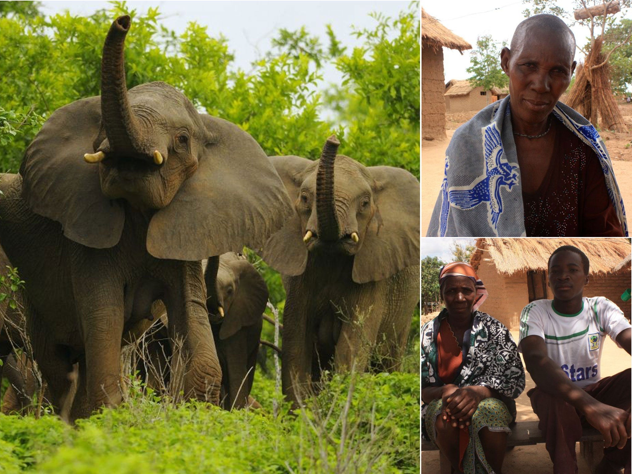Poverty trap: Elephants in Tanzania’s Ruaha National Park, where the husband of Juliana Nginga (top right) was killed; widow Ferdinanda Kalinga with her son Jackson Lusela, 21 (bottom right)