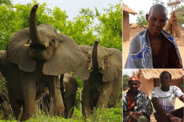 Poverty trap: Elephants in Tanzania’s Ruaha National Park, where the husband of Juliana Nginga (top right) was killed; widow Ferdinanda Kalinga with her son Jackson Lusela, 21 (bottom right)