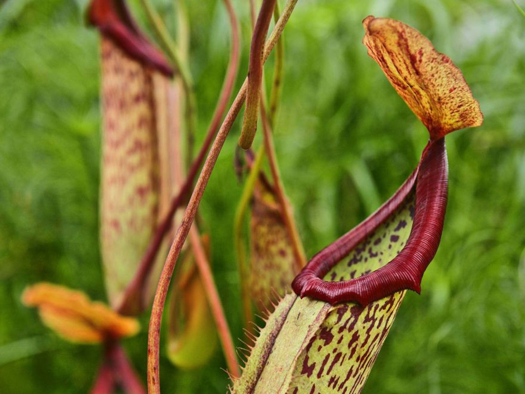 carnivorous plants eating