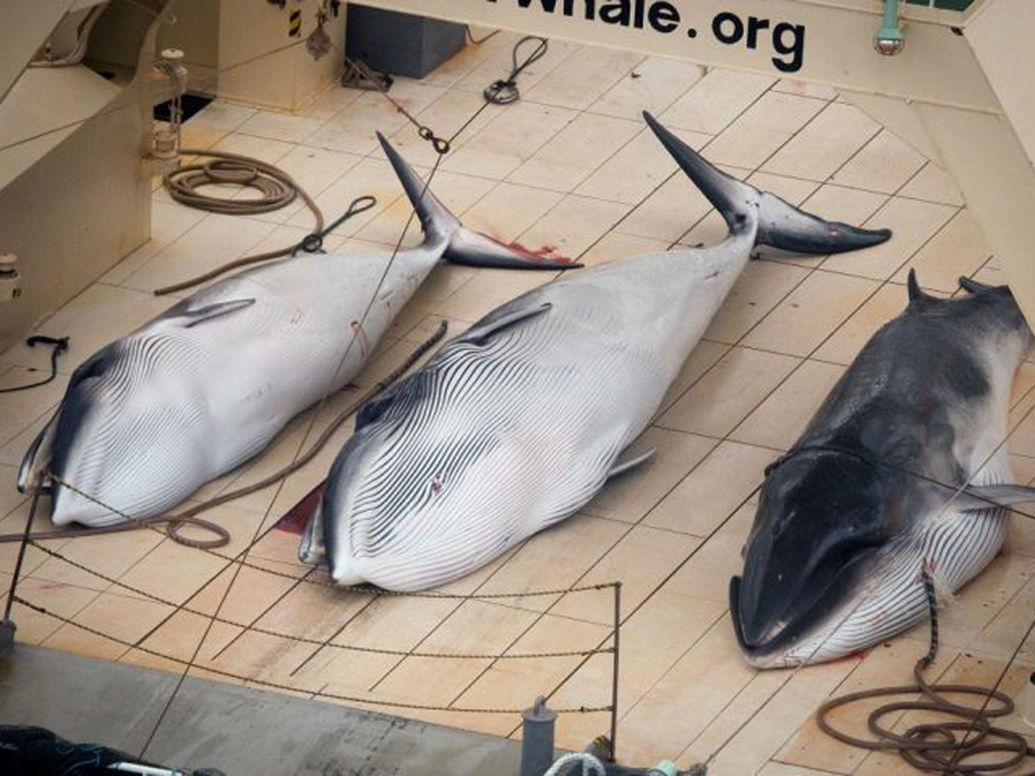In this file photo supplied by Sea Shepherd Australia on 6 Jan, 2014, three dead minke whales lie on the deck of the Japanese whaling vessel Nisshin Maru, in the Southern Ocean