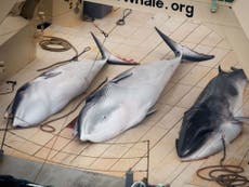 Japan's justification for whaling research involving 'lethal sampling'