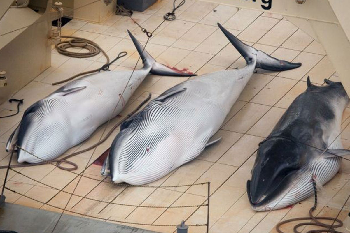 Japan says it has 'achieved its plan' by killing 333 Antarctic whales