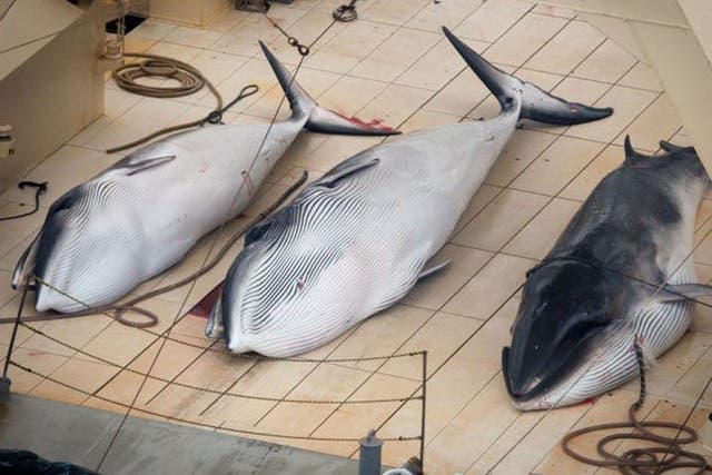 File image: Japan has been widely condemned for its whaling programme