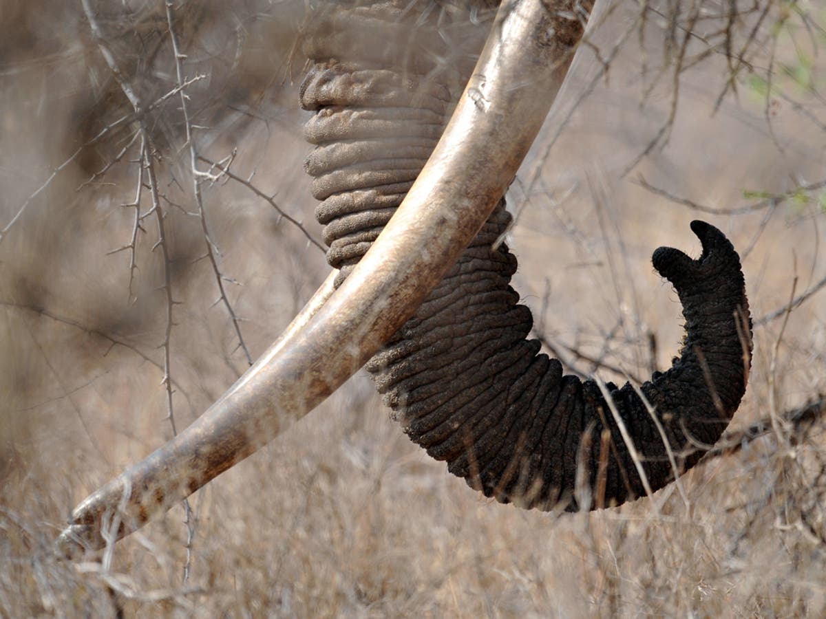 Time is running out fast for Tanzania’s elephant herds