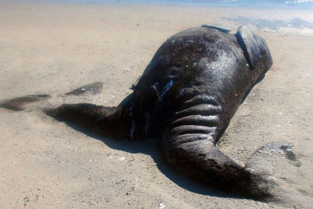 Fishermen have found two conjoined gray whale calves in a northwestern Mexican lagoon, a discovery that a government marine biologist described as "exceptionally rare."